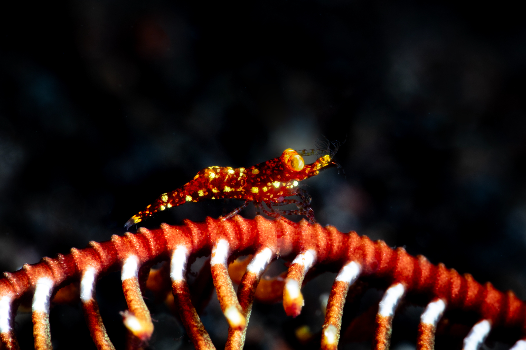 Red Orchid shrimp, Tulamben